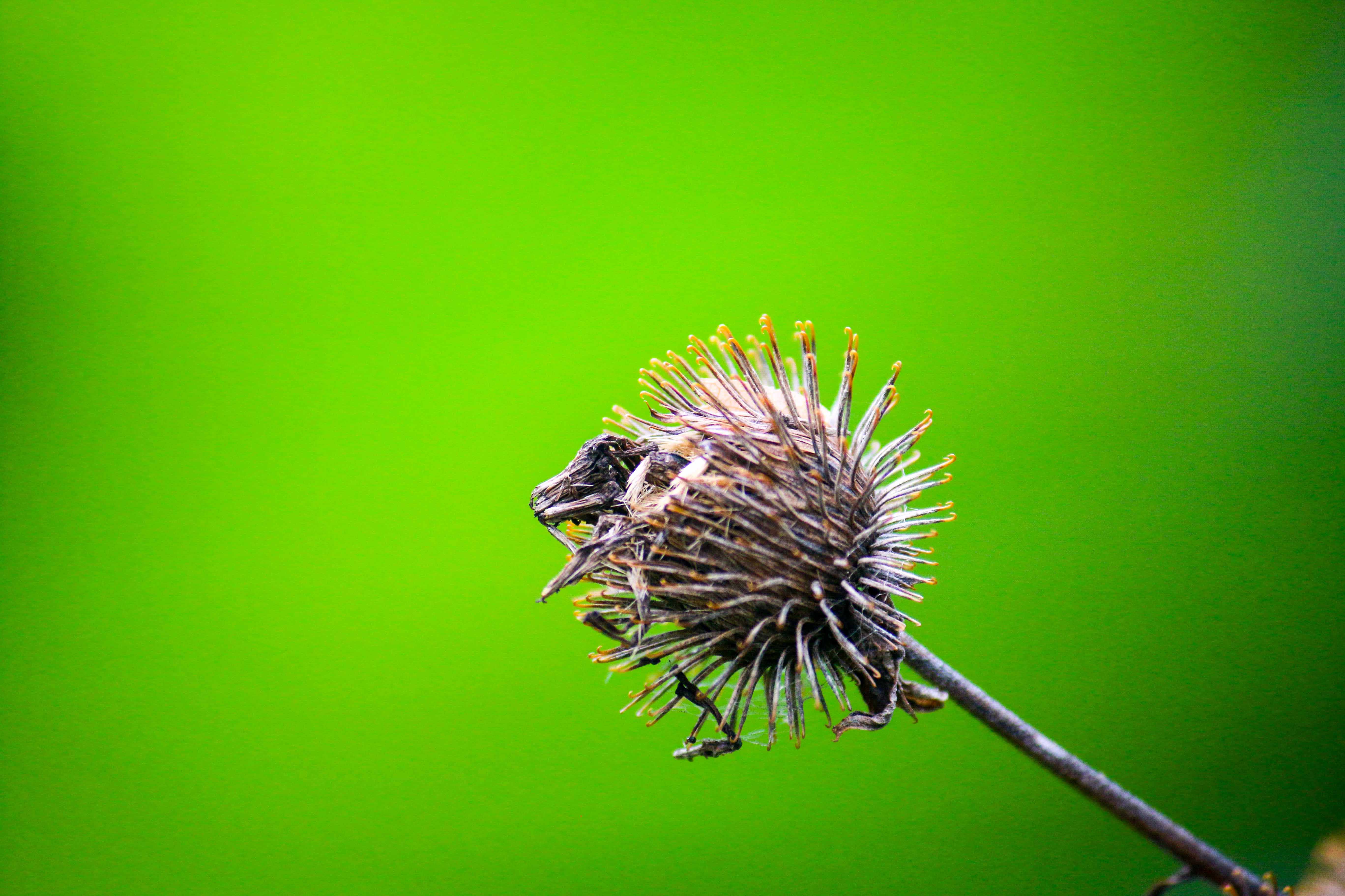 Vegetation 3