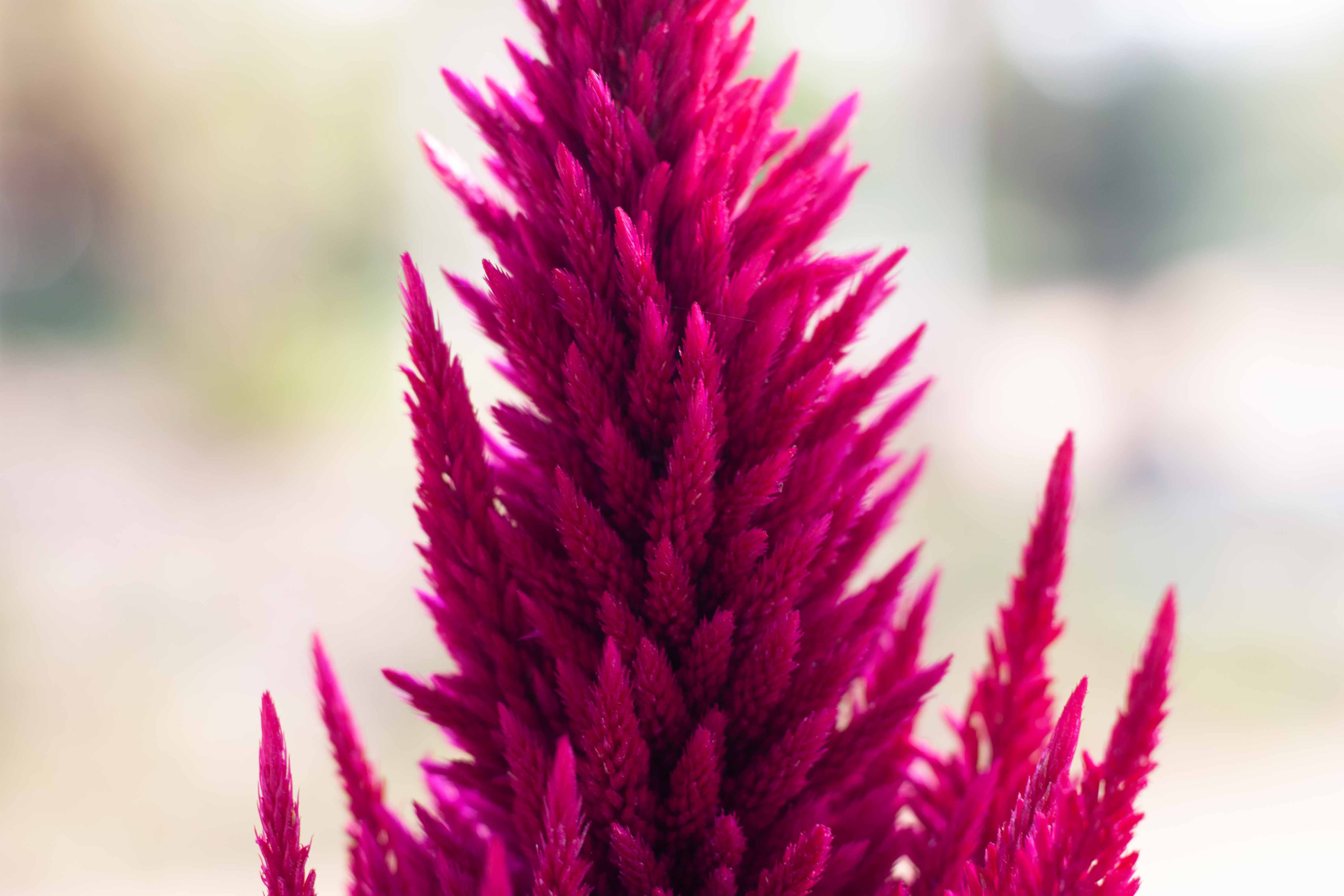 Vegetation 1